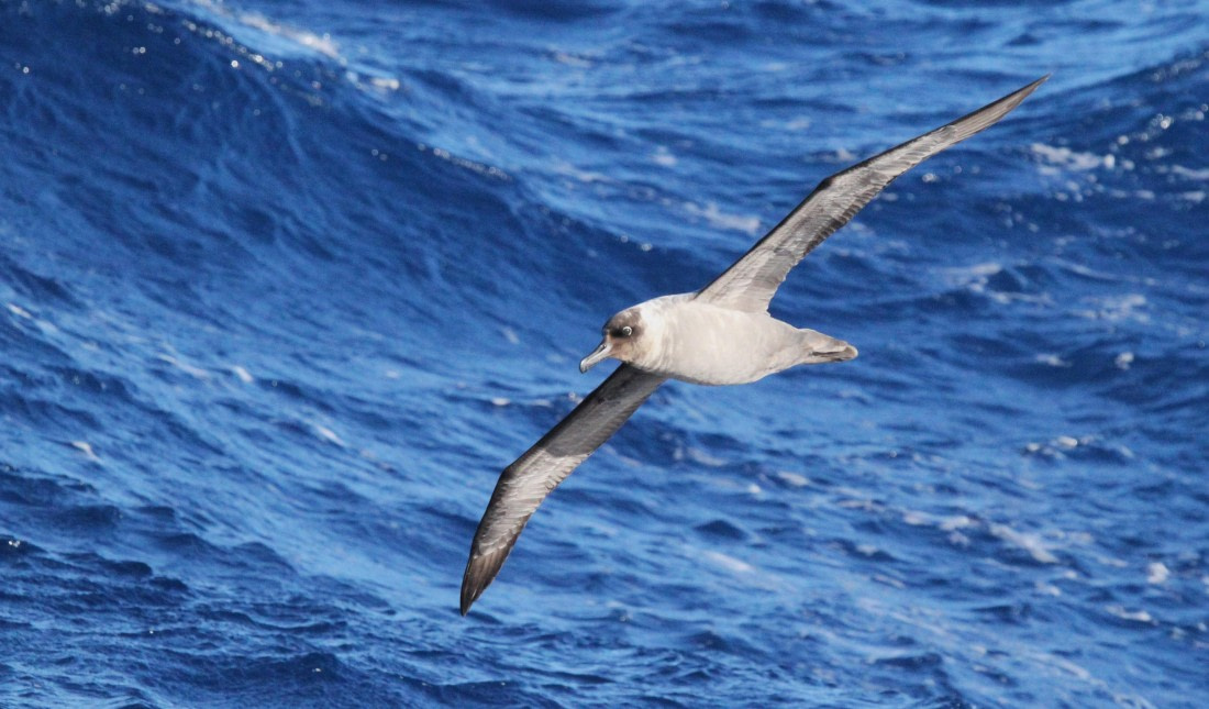 PLA31-25, Day 3, IMG_0178 © Unknown photographer - Oceanwide Expeditions.JPG