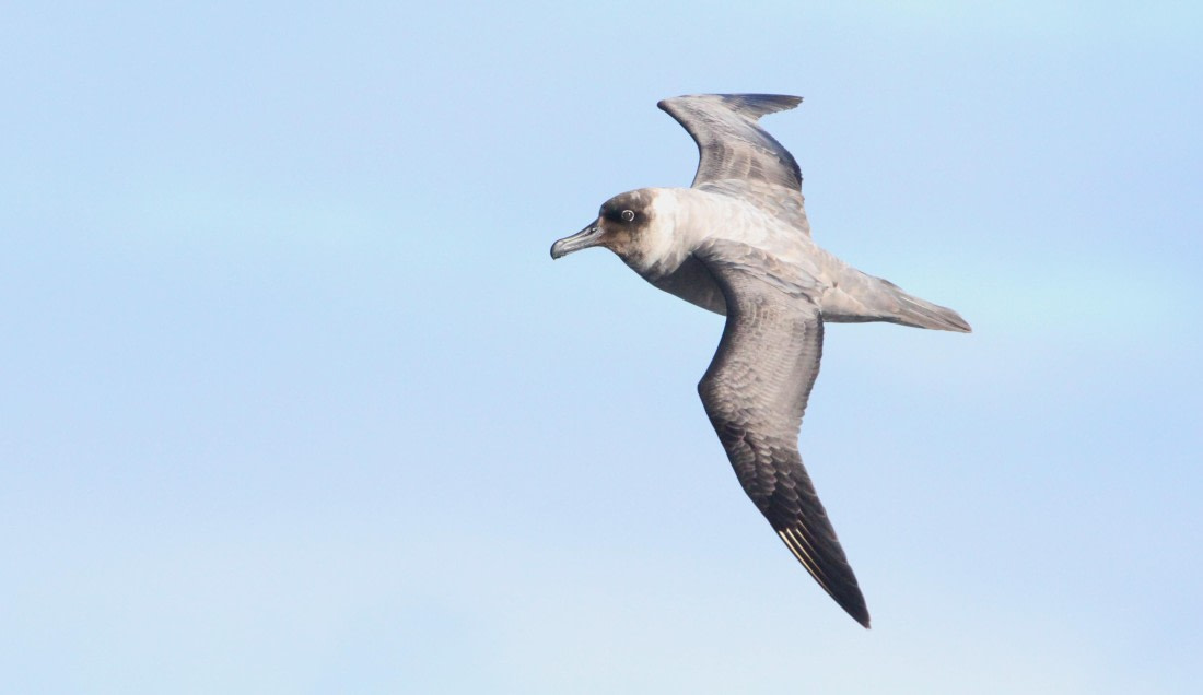 PLA31-25, Day 3, IMG_0186 © Unknown photographer - Oceanwide Expeditions.JPG