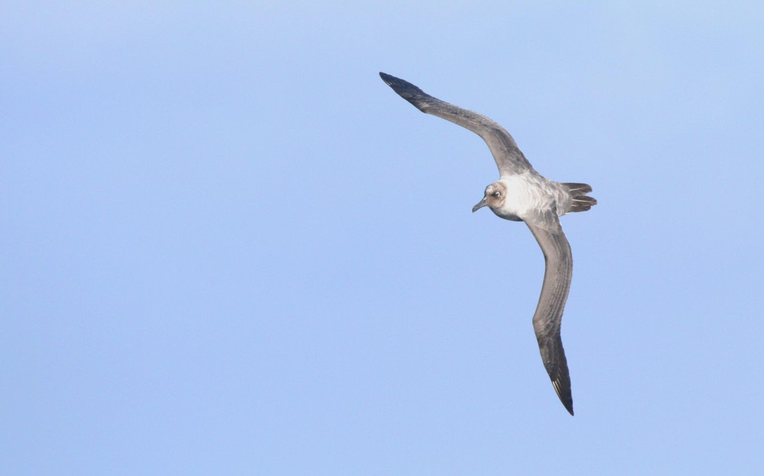 PLA31-25, Day 3, IMG_0215 © Unknown photographer - Oceanwide Expeditions.JPG