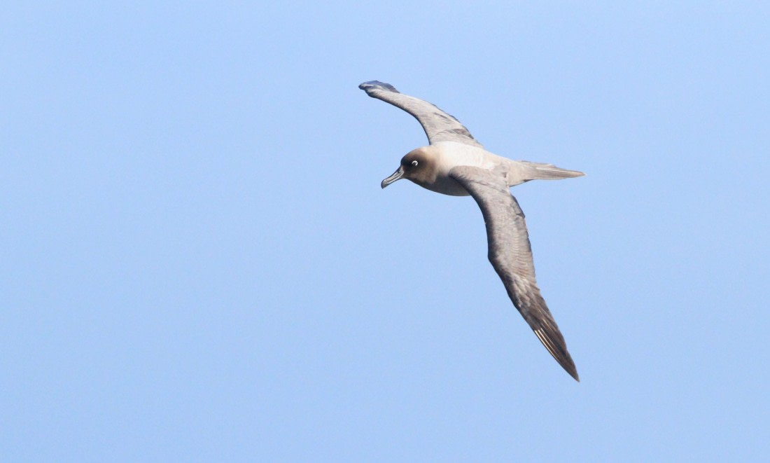 PLA31-25, Day 3, IMG_0239 © Unknown photographer - Oceanwide Expeditions.JPG