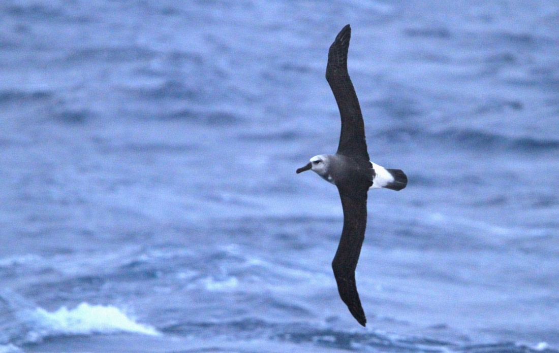 PLA31-25, Day 3, IMG_9763 © Unknown photographer - Oceanwide Expeditions.JPG