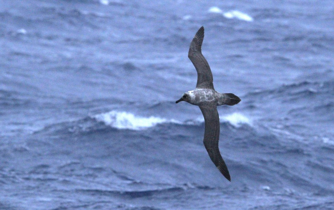 PLA31-25, Day 3, IMG_9933 © Unknown photographer - Oceanwide Expeditions.JPG