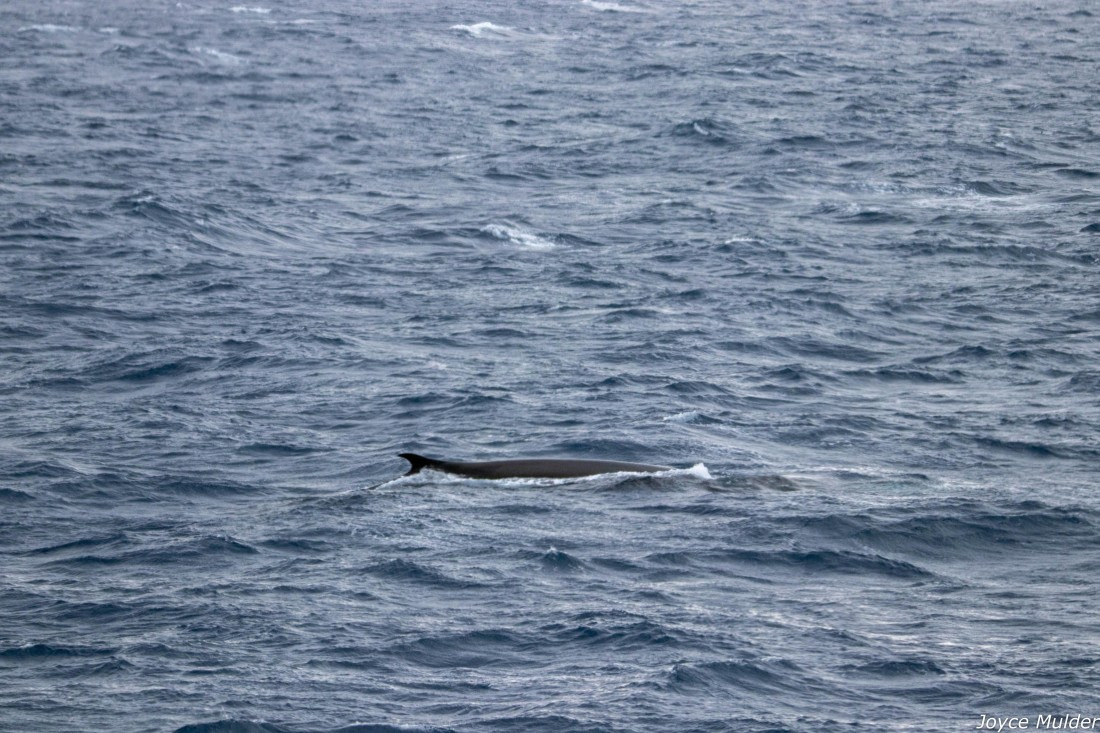 PLA31-25, Day 4, IMG_7348 © Joyce Mulder - Oceanwide Expeditions.jpg