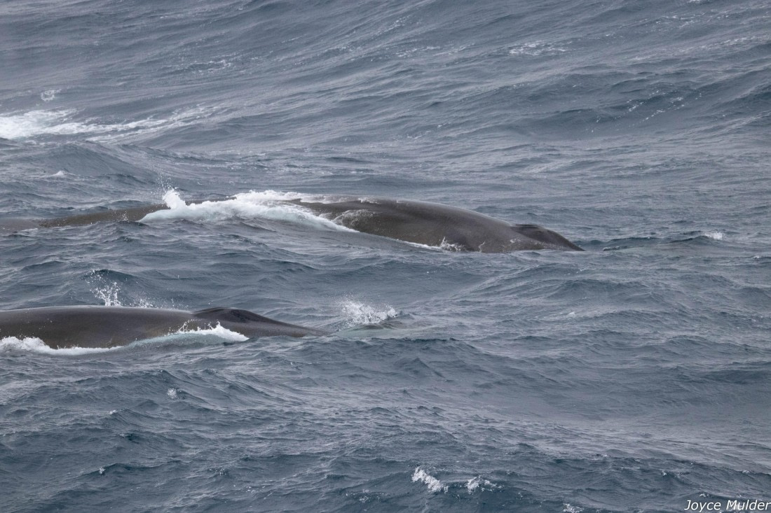 PLA31-25, Day 4, IMG_7362 © Joyce Mulder - Oceanwide Expeditions.jpg