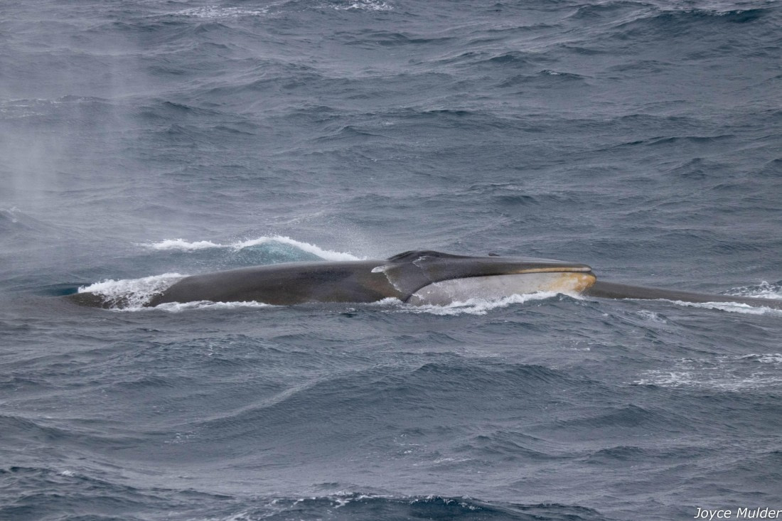 PLA31-25, Day 4, IMG_7372 © Joyce Mulder - Oceanwide Expeditions.jpg