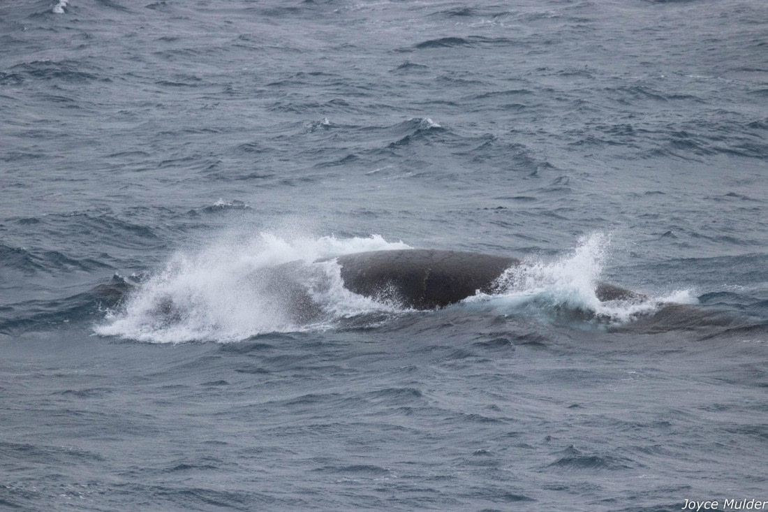 PLA31-25, Day 4, IMG_7383 © Joyce Mulder - Oceanwide Expeditions.jpg
