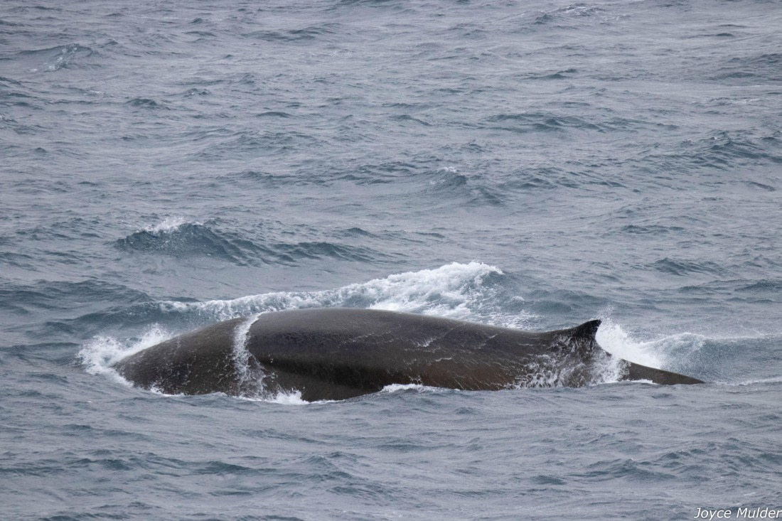 PLA31-25, Day 4, IMG_7384 © Joyce Mulder - Oceanwide Expeditions.jpg