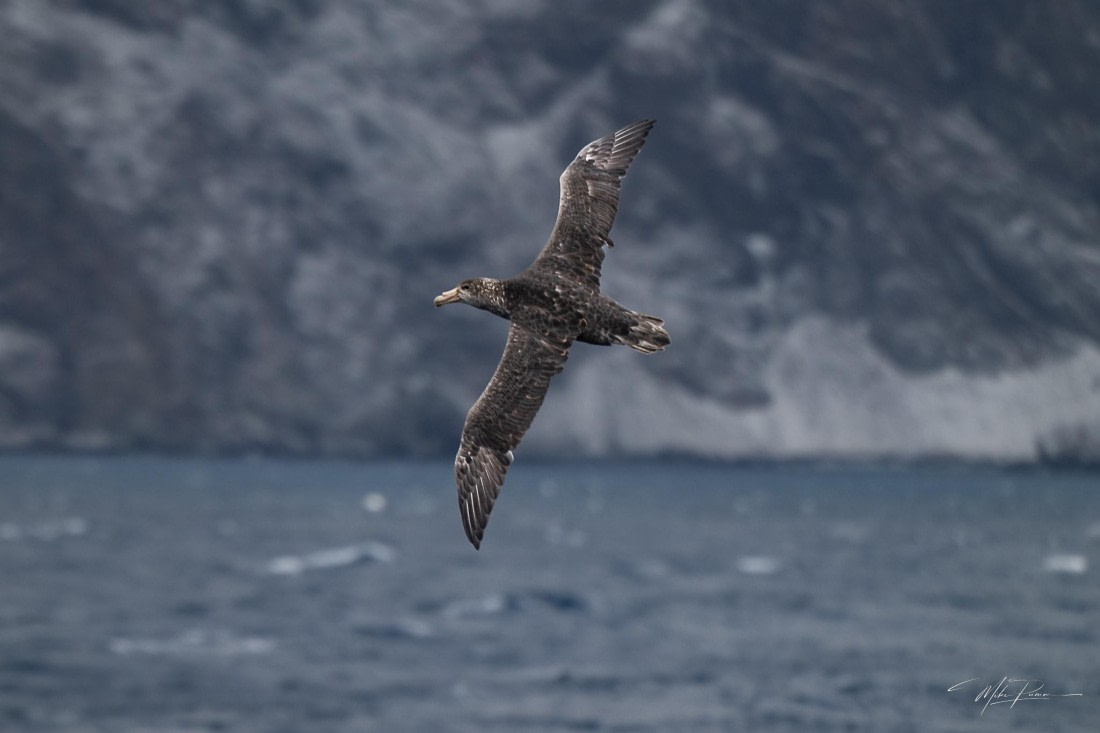 PLA31-25, Day 4, Point Wild 2 © Mike Pumm - Oceanwide Expeditions.jpeg