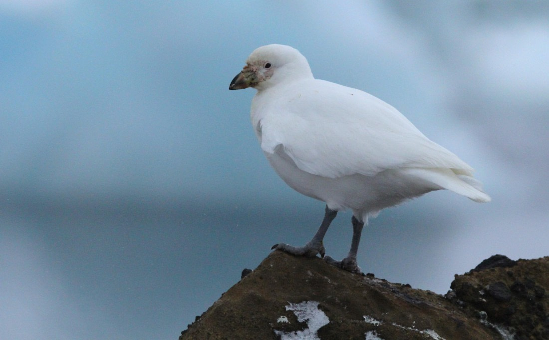 PLA31-25, Day 5, IMG_0329 © Unknown photographer - Oceanwide Expeditions.JPG