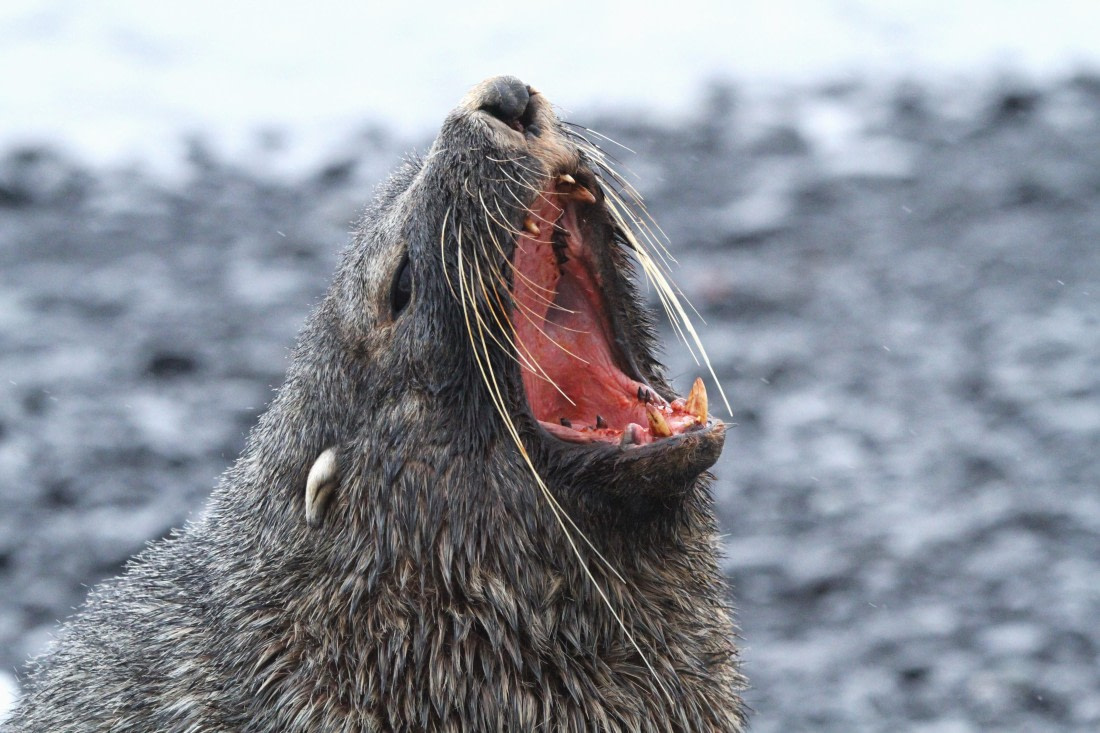 PLA31-25, Day 5, IMG_0471 © Unknown photographer - Oceanwide Expeditions.JPG