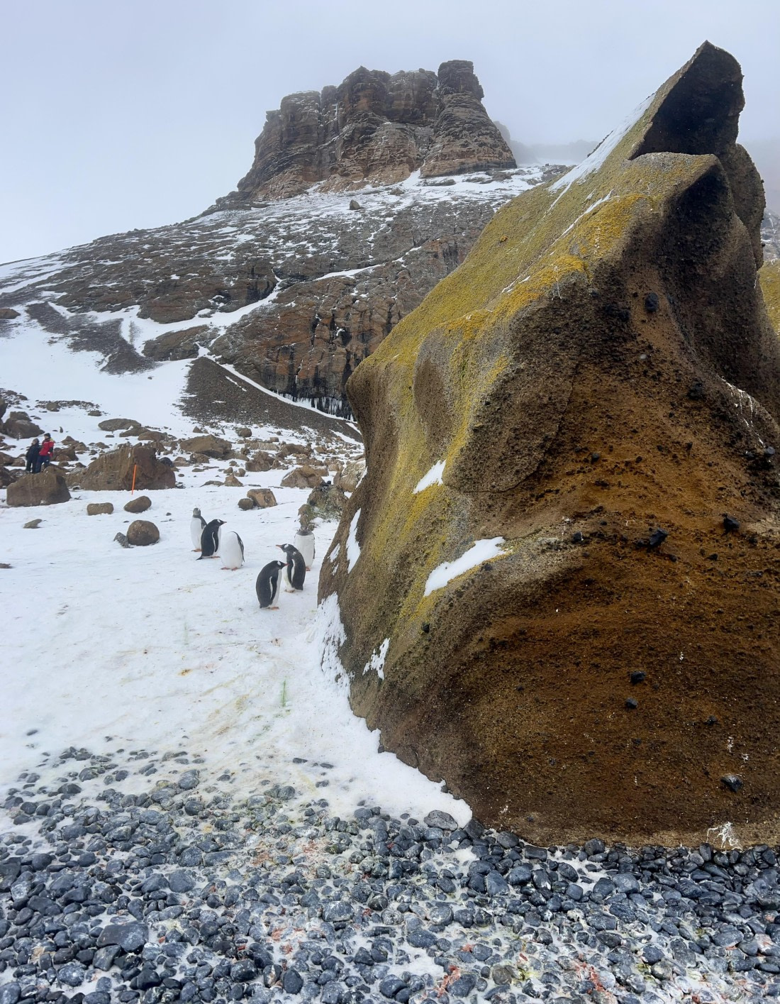 PLA31-25, Day 5, IMG_6656 © Unknown photographer - Oceanwide Expeditions.jpeg