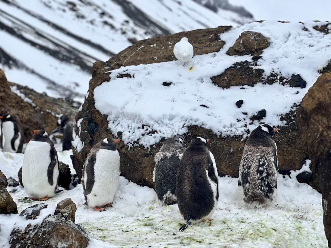 PLA31-25, Day 5, IMG_6663 © Unknown photographer - Oceanwide Expeditions.jpeg