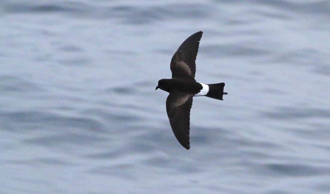 PLA31-25, Day 6, IMG_0655 © Unknown photographer - Oceanwide Expeditions.JPG