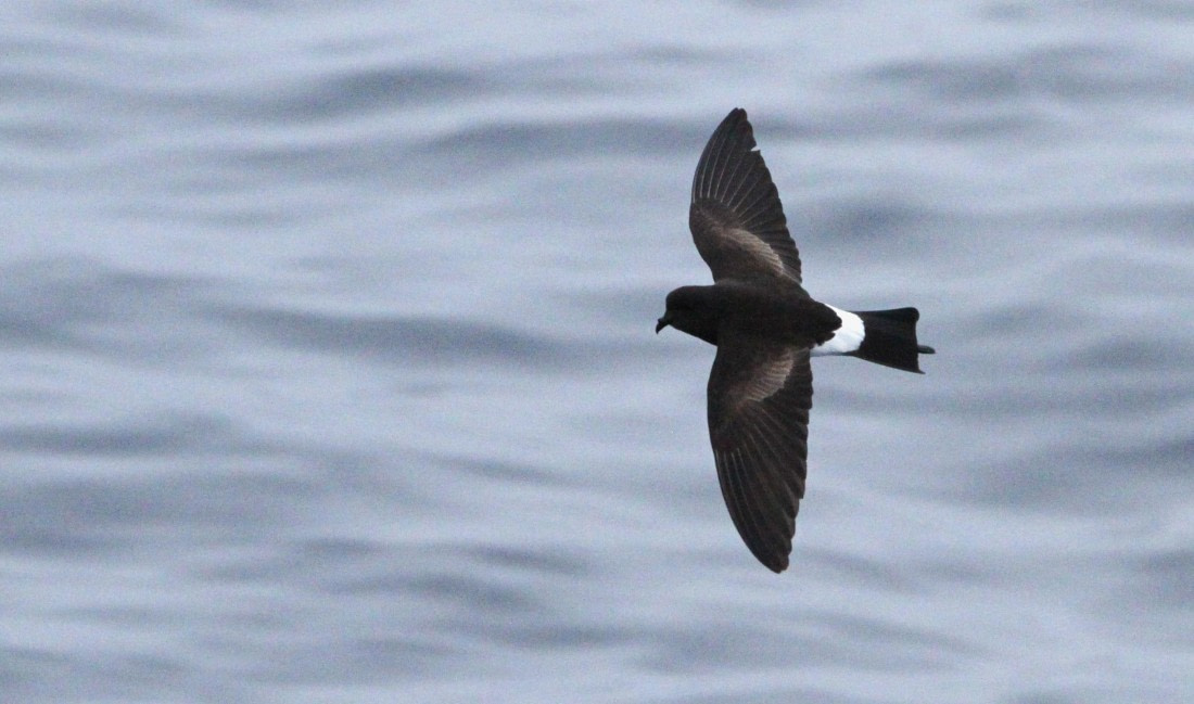 PLA31-25, Day 6, IMG_0657 © Unknown photographer - Oceanwide Expeditions.JPG