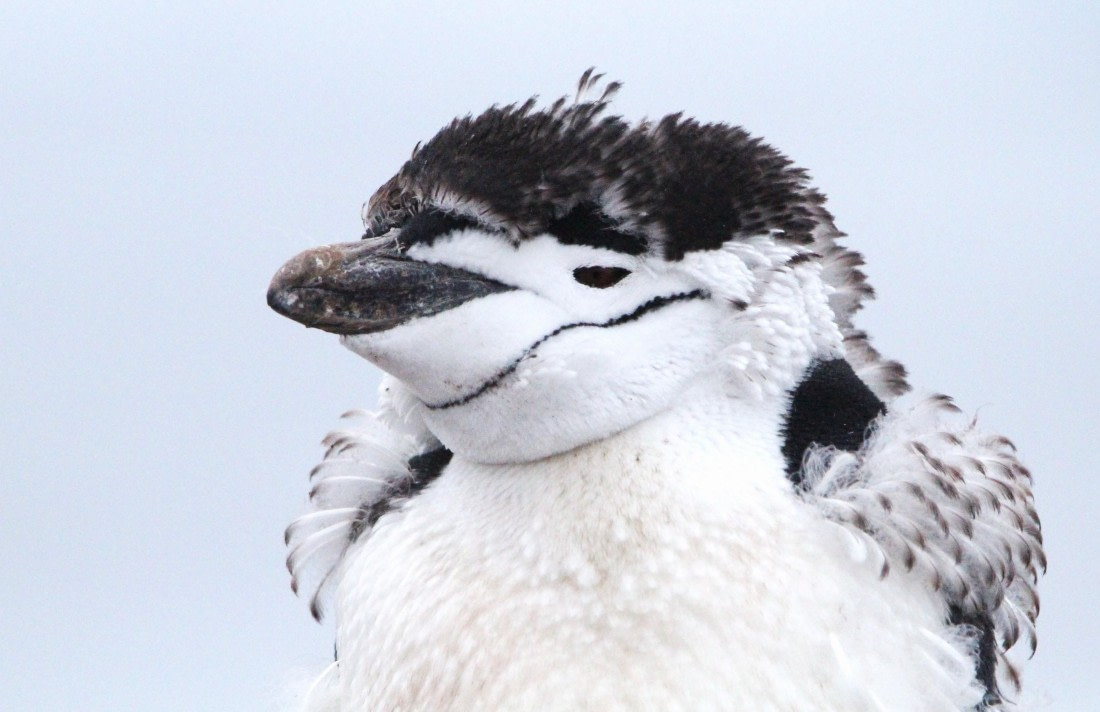 PLA31-25, Day 6, IMG_0698 © Unknown photographer - Oceanwide Expeditions.JPG