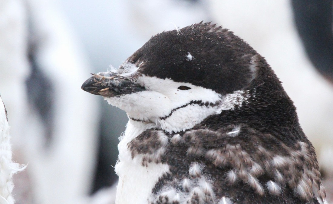 PLA31-25, Day 6, IMG_0730 © Unknown photographer - Oceanwide Expeditions.JPG