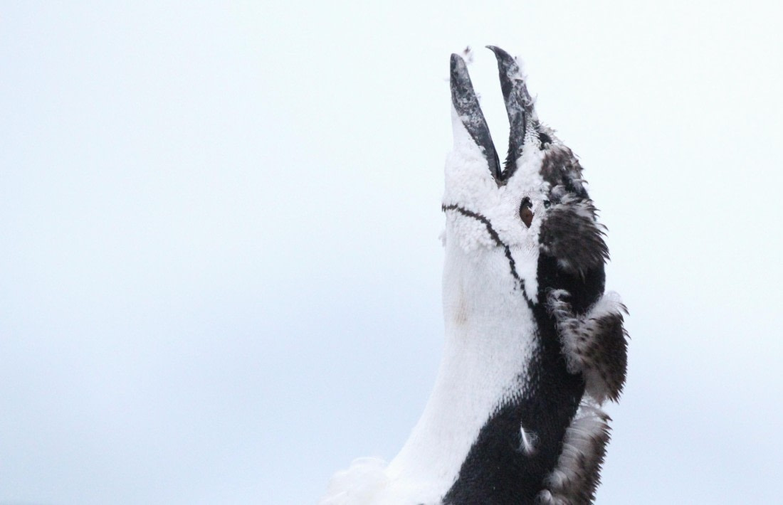PLA31-25, Day 6, IMG_0752 © Unknown photographer - Oceanwide Expeditions.JPG
