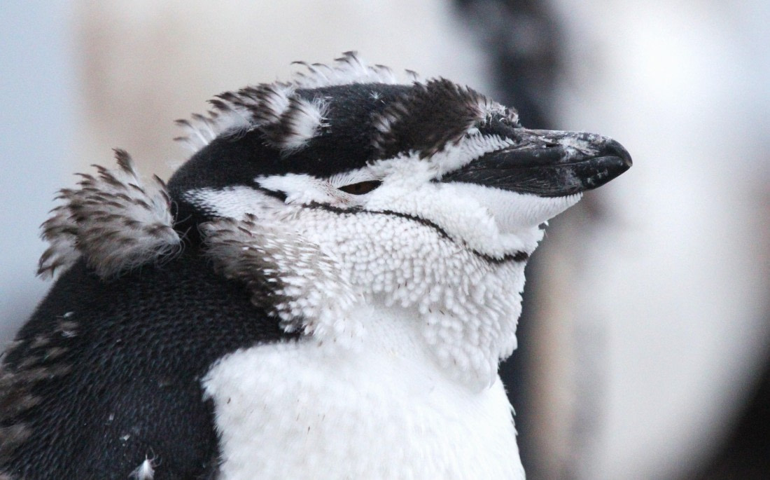 PLA31-25, Day 6, IMG_0766 © Unknown photographer - Oceanwide Expeditions.JPG