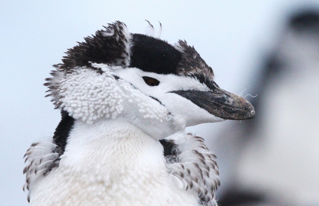 PLA31-25, Day 6, IMG_0791 © Unknown photographer - Oceanwide Expeditions.JPG