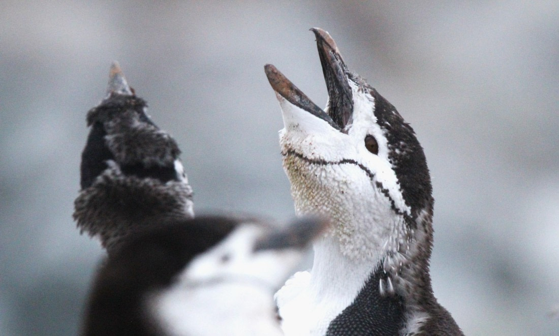 PLA31-25, Day 6, IMG_0827 © Unknown photographer - Oceanwide Expeditions.JPG