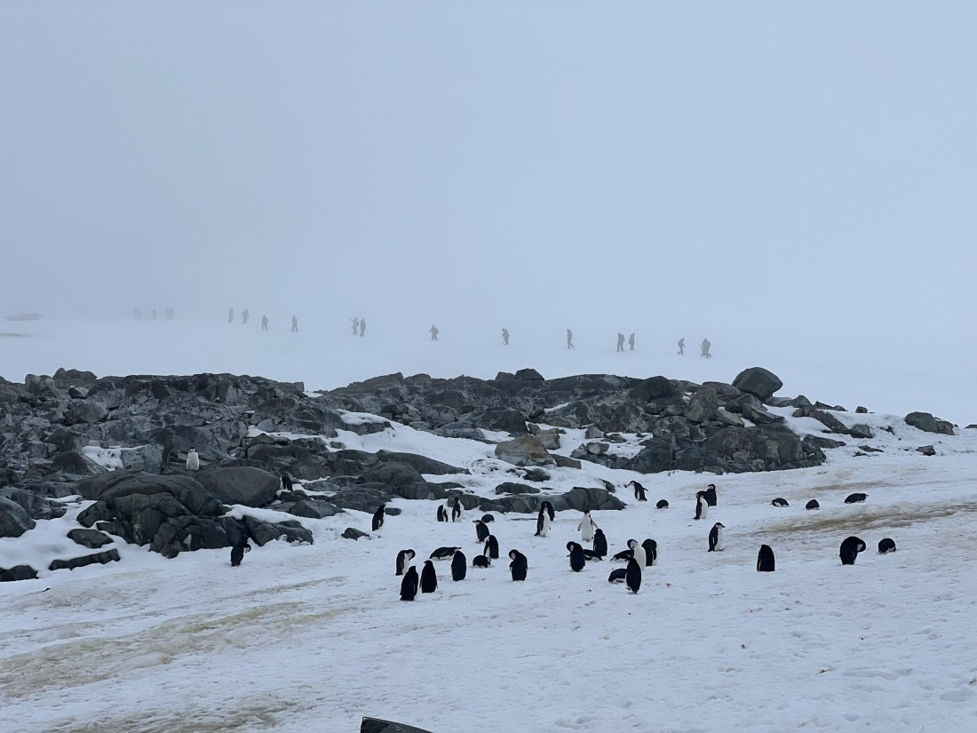 PLA31-25, Day 6, IMG_6747 © Unknown photographer - Oceanwide Expeditions.jpeg