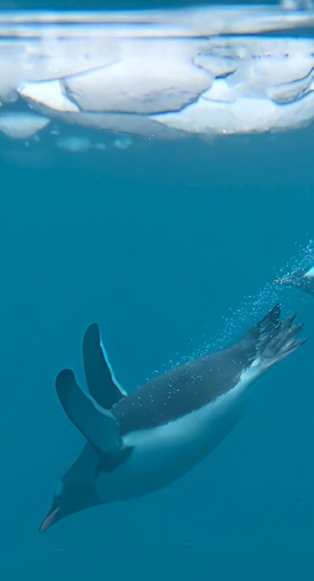 PLA31-25, Day 6, PXL_20250314_132541850_exported_47004~4 © Unknown photographer - Oceanwide Expeditions.jpg