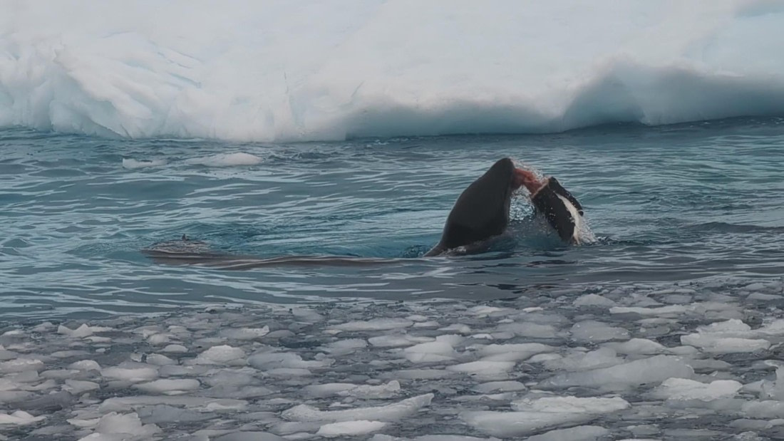 PLA31-25, Day 6, PXL_20250314_134703319_exported_64220 © Unknown photographer - Oceanwide Expeditions.jpg