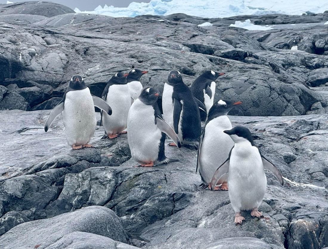 PLA31-25, Day 8, IMG_7830 © Unknown photographer - Oceanwide Expeditions.jpg