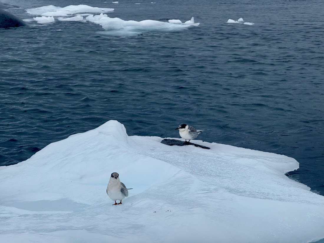 PLA31-25, Day 8, IMG_7840 © Unknown photographer - Oceanwide Expeditions.jpg