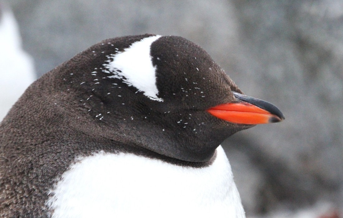 PLA31-25, Day 10, IMG_1089 © Unknown photographer - Oceanwide Expeditions.JPG