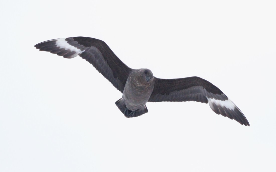 PLA31-25, Day 10, IMG_1162 © Unknown photographer - Oceanwide Expeditions.JPG