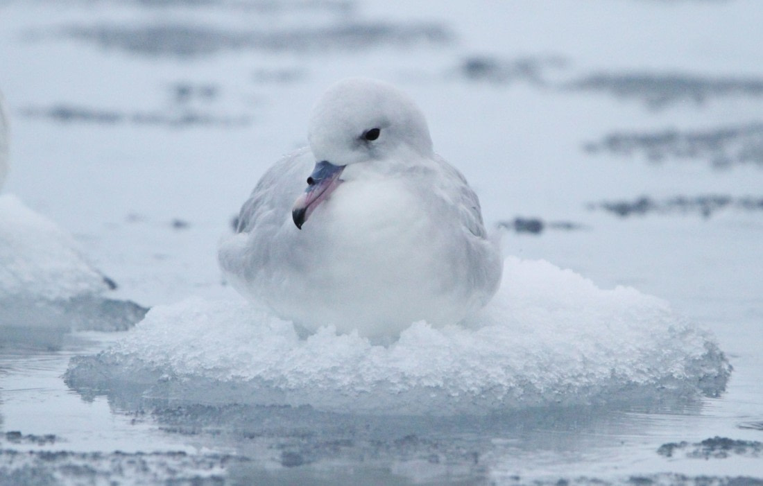 PLA31-25, Day 11, IMG_1376 © Unknown photographer - Oceanwide Expeditions.JPG