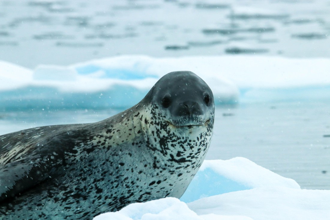 PLA31-25, Day 11, IMG_7463 © Joyce Mulder - Oceanwide Expeditions.jpg