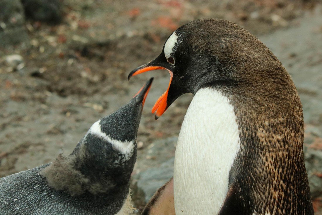 PLA31-25, Day 11, IMG_7536 © Joyce Mulder - Oceanwide Expeditions.jpg
