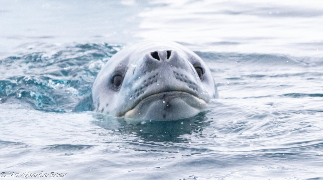 HDS30-25, Day 5, 20250318-398A4543 © Marijke de Boer - Oceanwide Expeditions.jpg