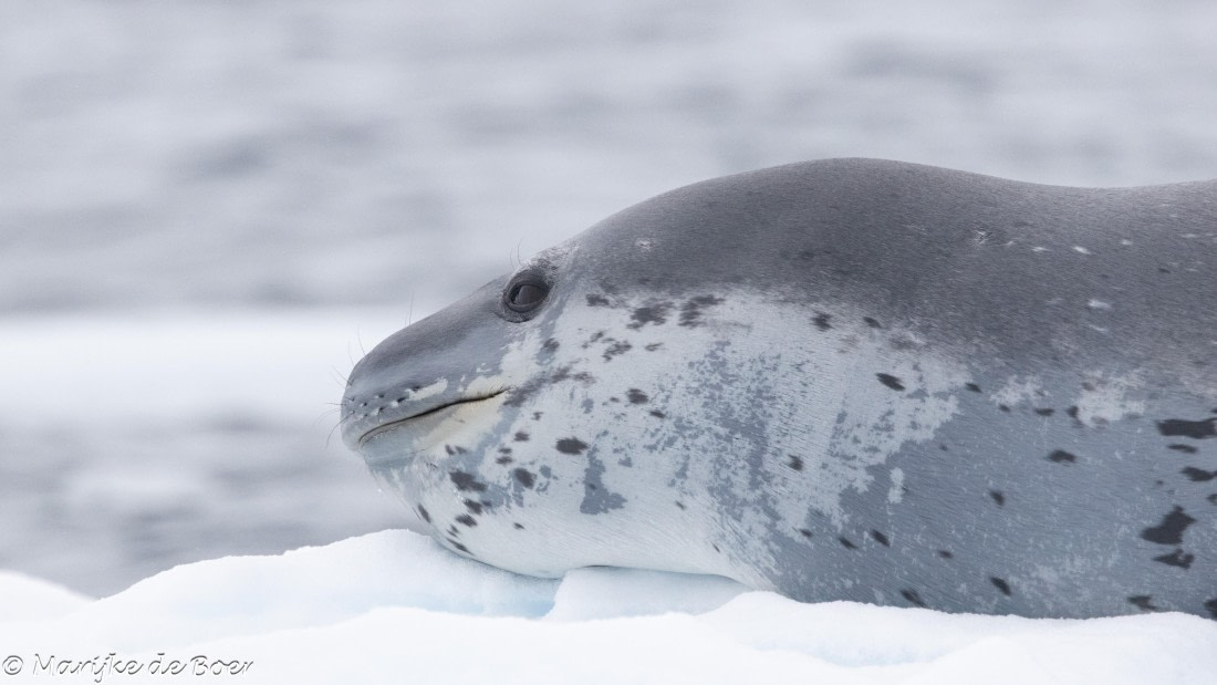 HDS30-25, Day 5, 20250318-398A4687 © Marijke de Boer - Oceanwide Expeditions.jpg