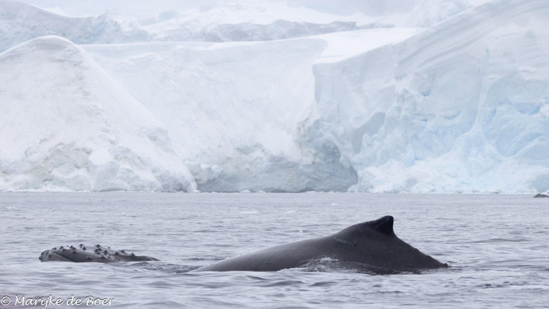 HDS30-25, Day 6, 20250319-398A4747 © Marijke de Boer - Oceanwide Expeditions.jpg