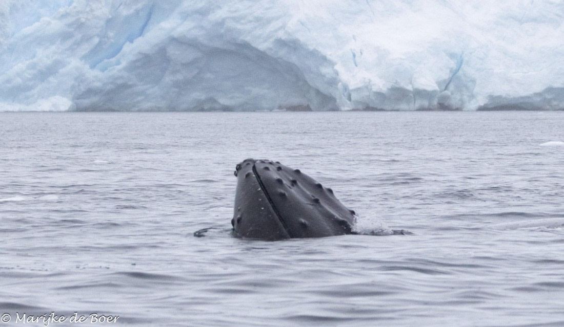 HDS30-25, Day 6, 20250319-398A4749 © Marijke de Boer - Oceanwide Expeditions.jpg