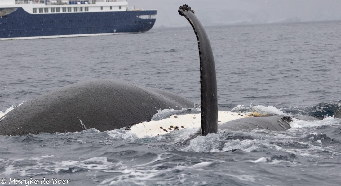 HDS30-25, Day 6, 20250319-398A4790 © Marijke de Boer - Oceanwide Expeditions.jpg