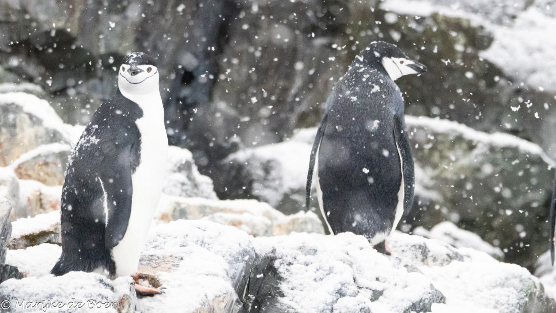 HDS30-25, Day 6, 20250319-398A4821 © Marijke de Boer - Oceanwide Expeditions.jpg