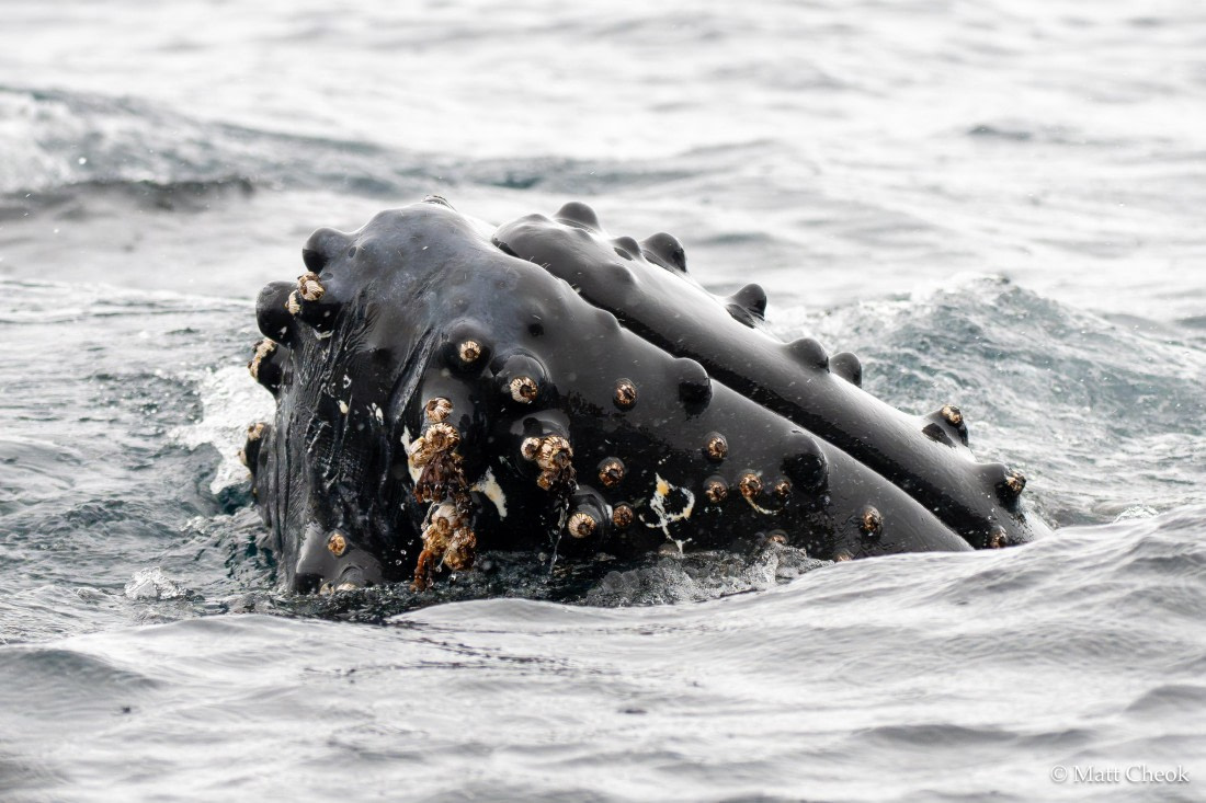 HDS30-25, Day 6, Portal Point © Matt Cheok - Oceanwide Expeditions.jpg