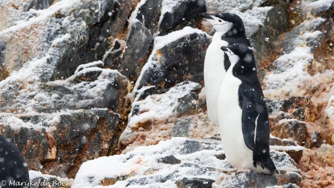 HDS30-25, Day 6, 20250319-398A4825 © Marijke de Boer - Oceanwide Expeditions.jpg