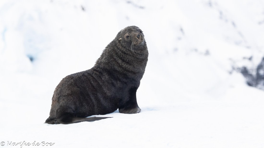 HDS30-25, Day 7, 20250320-398A4835 © Marijke de Boer - Oceanwide Expeditions.jpg
