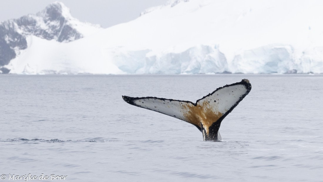 HDS30-25, Day 7, 20250320-398A4861 © Marijke de Boer - Oceanwide Expeditions.jpg