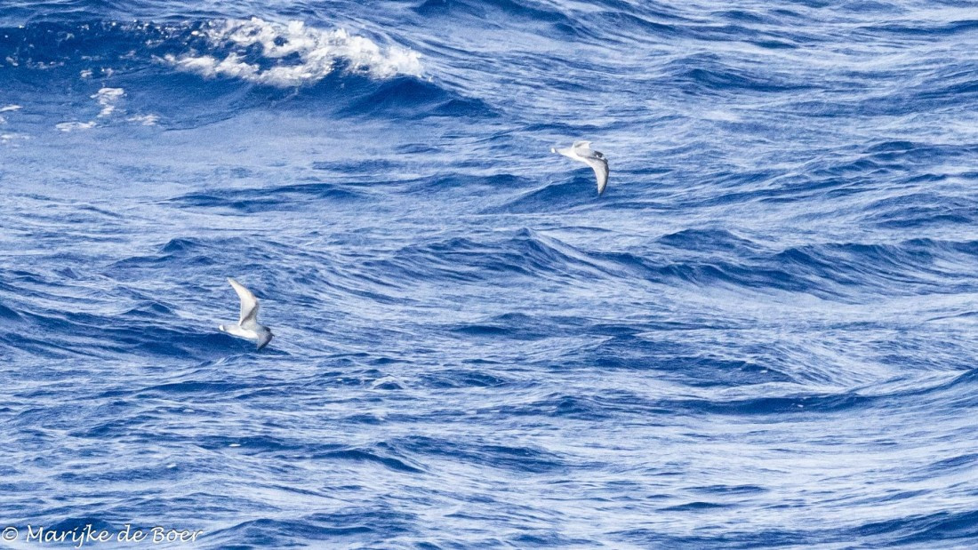 HDS30-25, Day 8, 20250321-398A4978_Blue petrels © Marijke de Boer - Oceanwide Expeditions.jpg