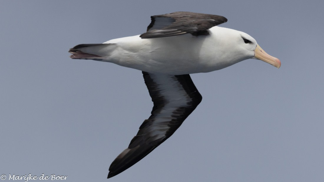 HDS30-25, Day 9, Blackbrowed20250322-398A5137 © Marijke de Boer - Oceanwide Expeditions.jpg