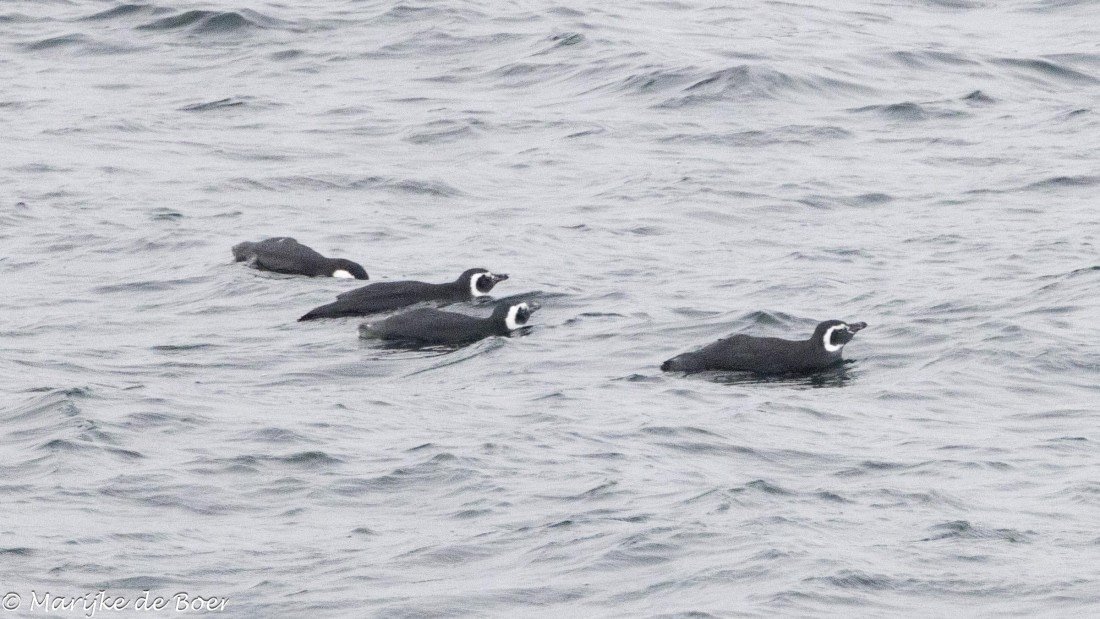 HDS30-25, Day 9, Magelenic penguin_20250322-398A5377 © Marijke de Boer - Oceanwide Expeditions.jpg