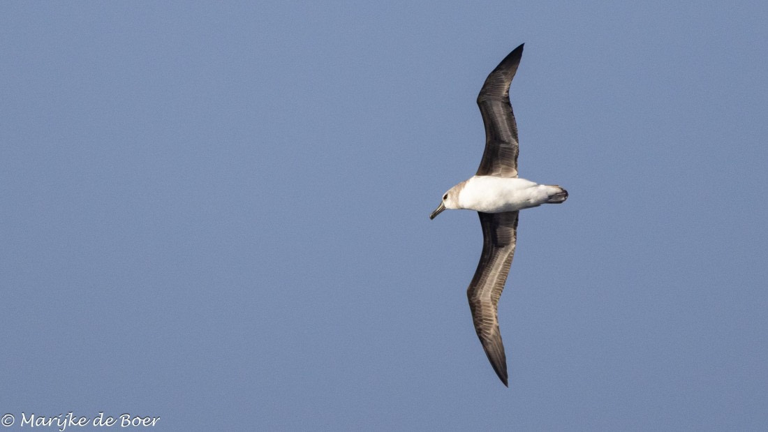 HDS30-25, Day 2, 20250315-398A3870 © Marijke de Boer - Oceanwide Expeditions.jpg