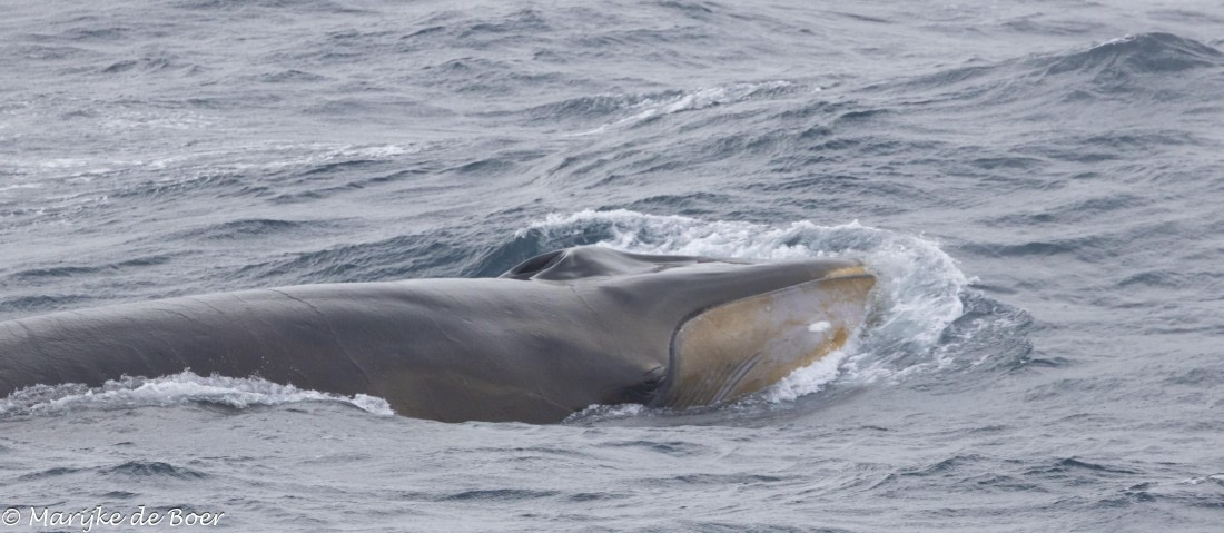 HDS30-25, Day 3, 20250316-398A3933 © Marijke de Boer - Oceanwide Expeditions.jpg