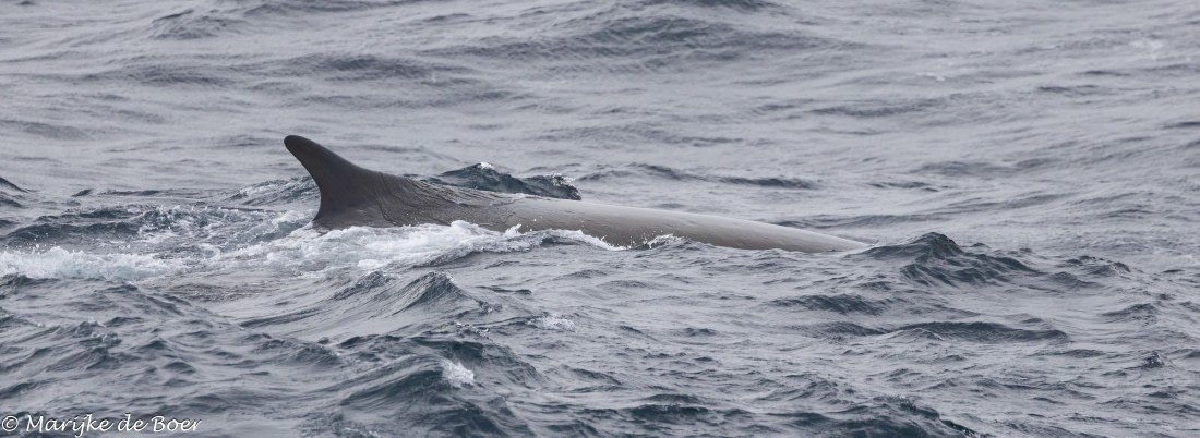 HDS30-25, Day 3, 20250316-398A3938 © Marijke de Boer - Oceanwide Expeditions.jpg